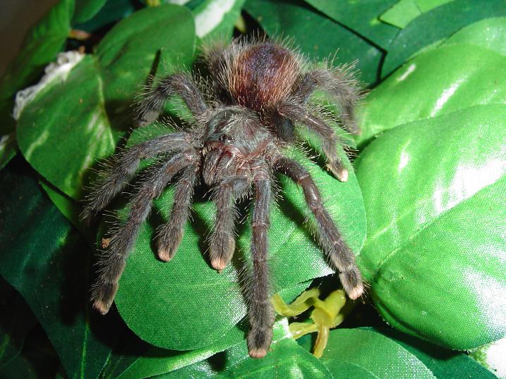 Avicularia avicularia