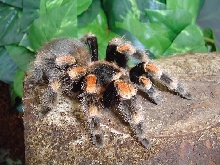 brachypelma smithi
