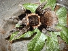 vagans