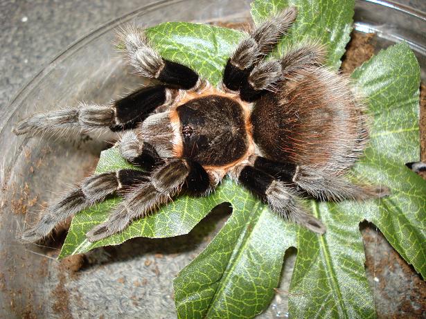 vagans