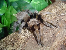 Crassicrus lamanai