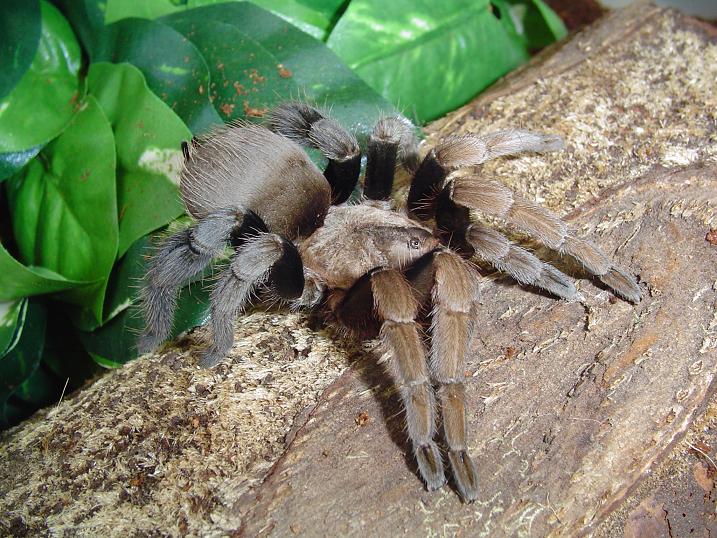 Crassicrus lamanai