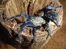 Haplopelma lividium