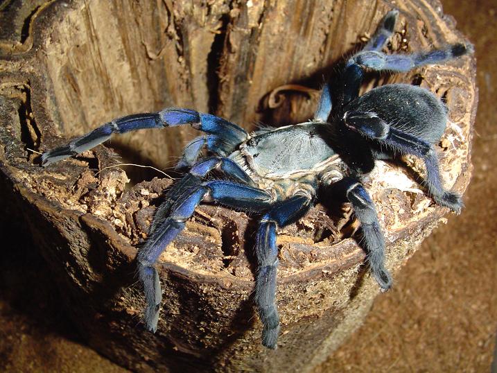 Haplopelma lividium