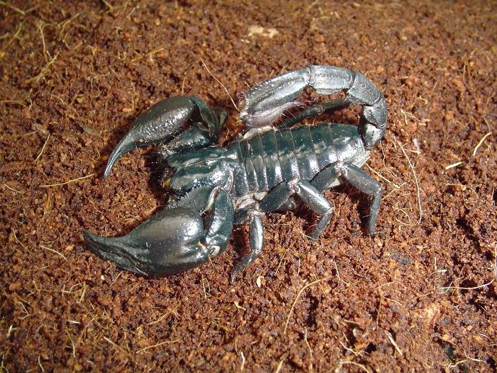 Heterometrus longimanus