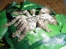 Heteroscodra maculata