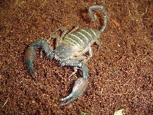 Hadogenes paucidens
