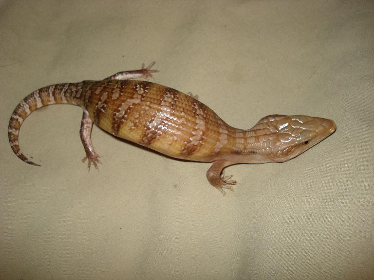 Het Caramel