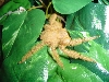 Thelcticopis modesta