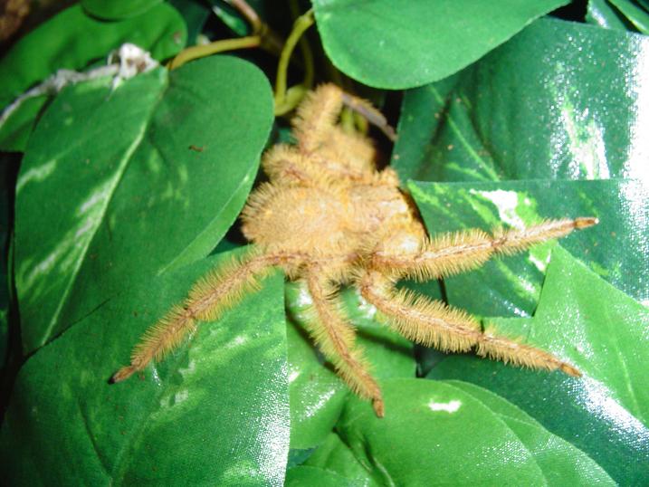 Thelcticopis modesta