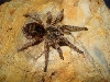 parvula