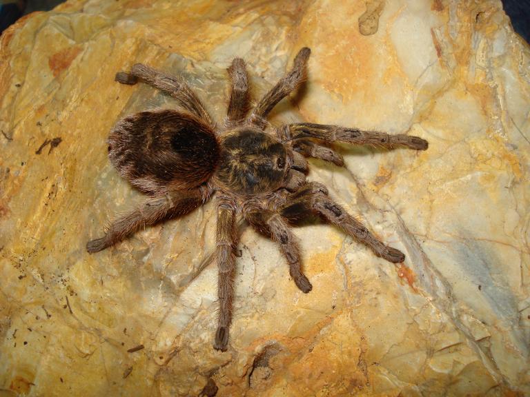 parvula