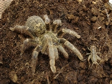 Ptchordatus