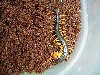 Scolopendra hero