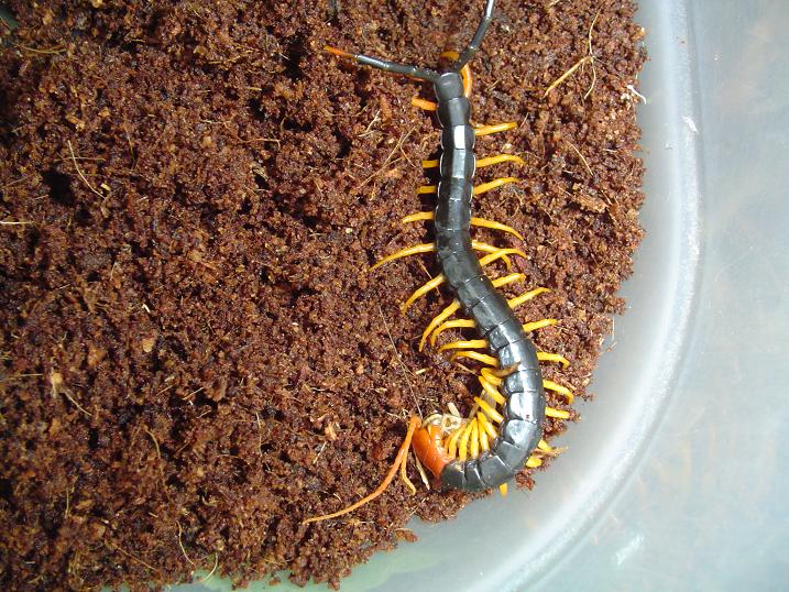 Scolopendra hero