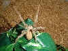 Tychicus sp.