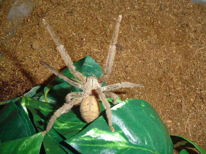 Tychicus sp.