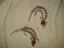 Tanimbar