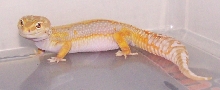 Carrot Head Striped Tangerine Albino