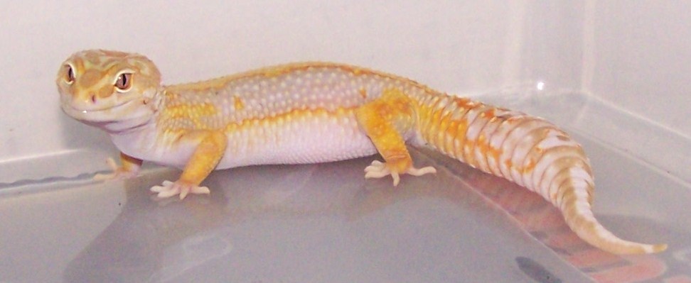 Carrot Head Striped Tangerine Albino
