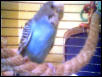 Bella Blue