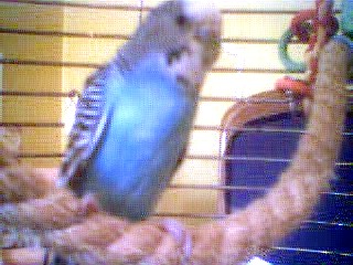 Bella Blue
