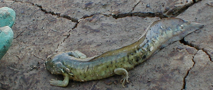 Newt?