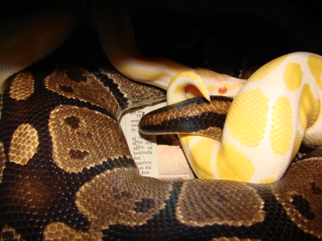 Albino Male x Het Female