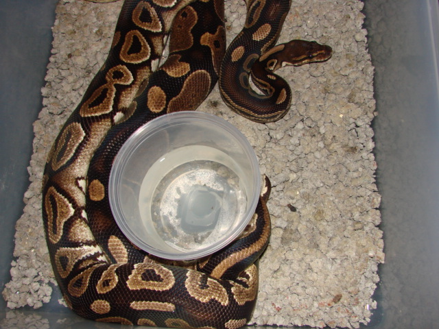 Cinny male x Normal Female