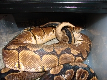 Spider male x Normal Female
