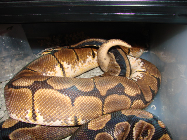 Spider male x Normal Female