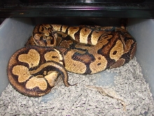 Pastel het albino male x Normal Female