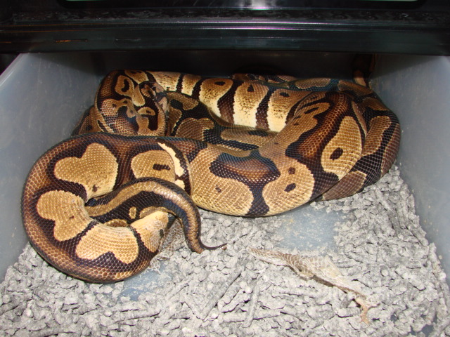 Pastel het albino male x Normal Female