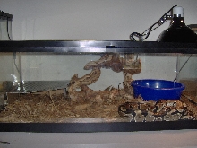 my ball python tank(temporarily)