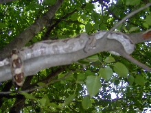 red tail boa