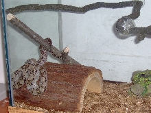 red tail boa