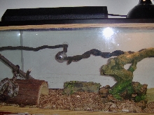 red tail boa cage