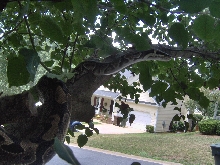 ball python