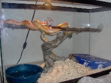corn snake cage