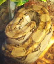 Boa Constrictor
