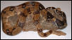 Common Boa