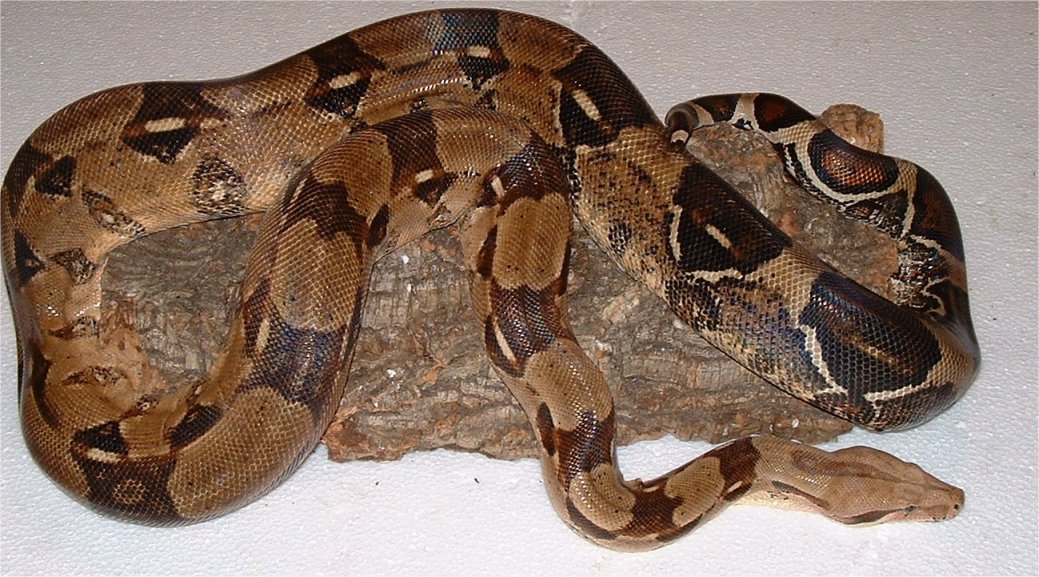 Common Boa