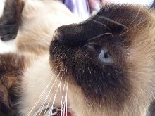 meeko