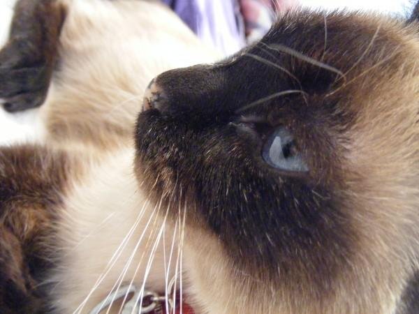 meeko