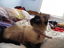 meeko