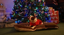 pittie bull christmas