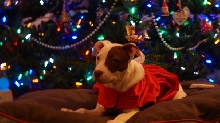 pittie bull christmas