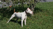 piper