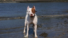 piper
