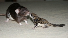 whiskey and rocky